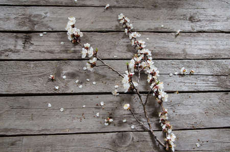 Spring Blossom over wood backgroundの写真素材