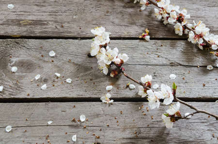 Spring Blossom over wood backgroundの写真素材