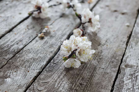 Spring Blossom over wood backgroundの写真素材