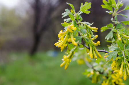 blossoming of blackcurrantの写真素材