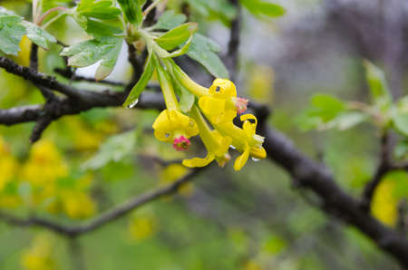 blossoming of blackcurrantの写真素材