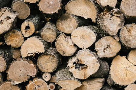 Trees cut sectionの写真素材