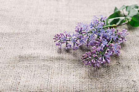 Purple lilac flowers as a backgroundの写真素材