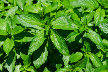 Growing mint leavesの写真素材