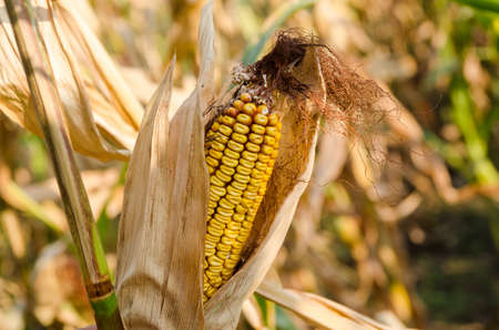 Disease corn cob, ready to harvest yellowの写真素材