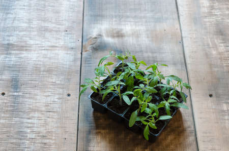 Tomato seedling in plastic tray. 20 day after sowing.の写真素材