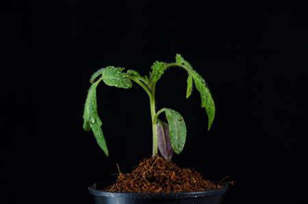 Young tomato seedlings growing the plastic pot on the black backgroundの写真素材