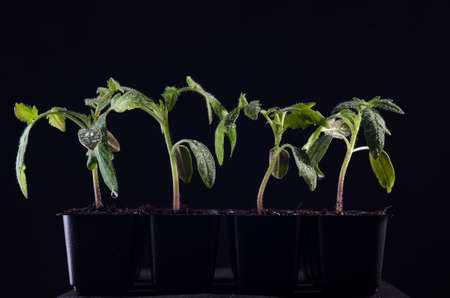 Young tomato seedlings growing the plastic pot on the black backgroundの写真素材