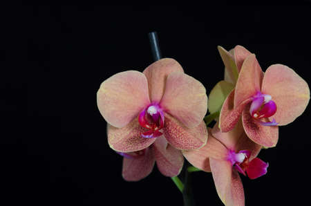 Gorgeous peach colored phalaenopsis orchid flower on black background