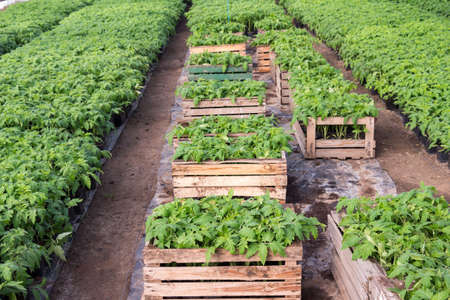 Seedlings of tomatoes in wooden boxes in greenhouseの写真素材