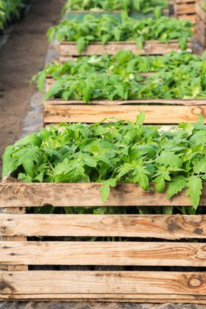 Seedlings of tomatoes in wooden boxes in greenhouseの写真素材