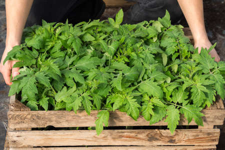Seedlings of tomatoes in wooden boxes in greenhouseの写真素材