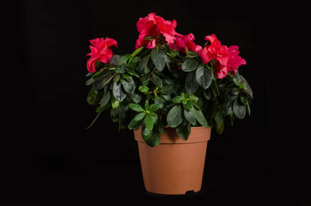 Azalea flower in pot on the black backgroundの写真素材