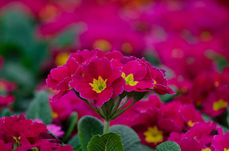 Pink primula in the gardenの写真素材