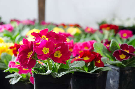 many colorful primulas filling the entire pictureの写真素材