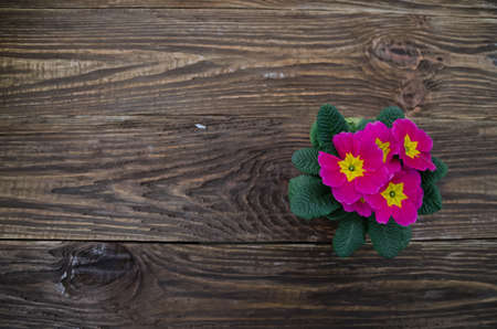 Flowers primula on a wooden table backgroundの写真素材