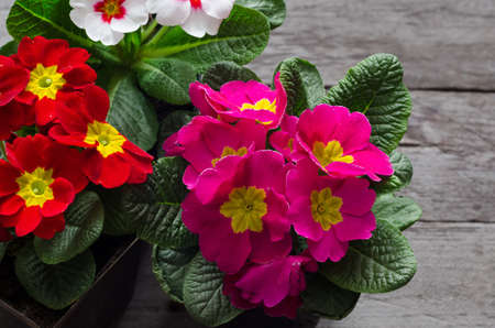 Fresh colorful primula flowers in pots on wooden background. Top view