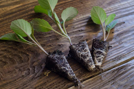 Cabbage, organic farming, seedlings growing in greenhouseの写真素材