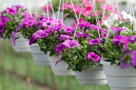 surfinias in hanging baskets in greenhouseの写真素材