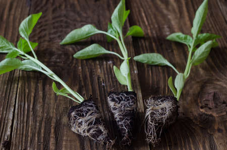 Seedlings of pepper with root system close-up on wooden background