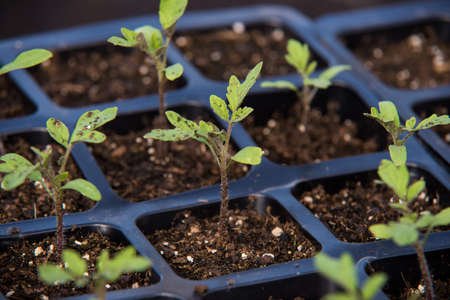 seedling of tomato in seedling tray