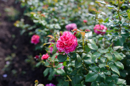Rose has two colors ,red and white. Garden roses. Growing roses.の写真素材