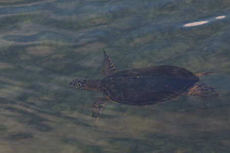 sea turtle swimming off the coast of the Big Island, Hawaii