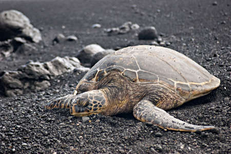 green sea turtle resting on a beach on the big island of Hawaiiの写真素材