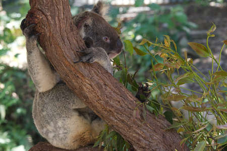 Koala in Eucalyptus Treeの写真素材