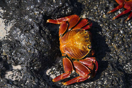 Sally Lightfoot Crabs, also known as Red Rock Crabs along the Coast of Ecuador 3039