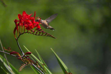Female Annaâ€™s Hummingbird Feeding on Crocosmia Nectar_5884