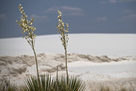 Soaptree Yucca Plants at White Sands National Park in New Mexicoの写真素材