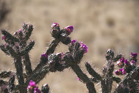 Staghorn Cholla near Kasha-Katuwe Tent Rocks National Monument, NM