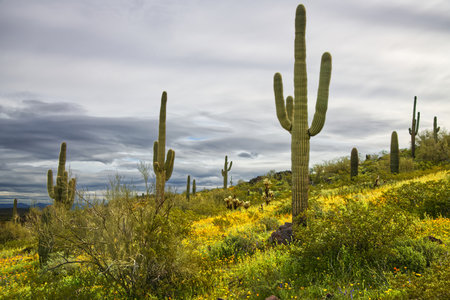 Super Bloom of wildflowers in Picacho Peak State Park Arizona_0347の写真素材