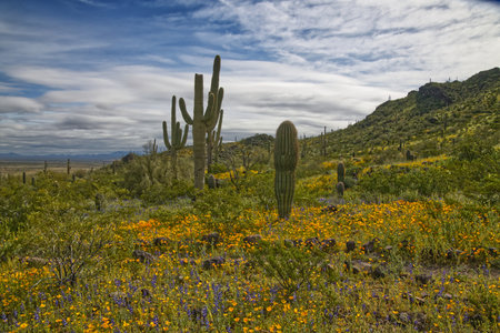 Super Bloom of wildflowers in Picacho Peak State Park Arizona_0408の写真素材
