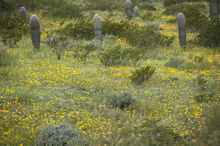 Super Bloom of wildflowers in Picacho Peak State Park Arizona_0333の写真素材