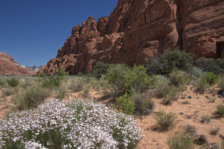 Wildflowers Near Jennyâs Canyon in Snow Canyon State Park, Utah_0933の写真素材