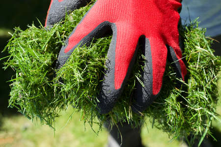 Close-up of male gardener in red and black gloves holding a grass clippings in his yard. Newly trimmed lawn. Garden work concept photoの写真素材