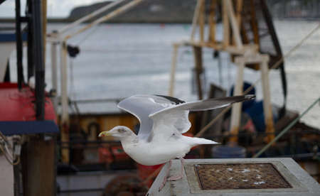 Close up of seagull ready for takeoff in the port. Seagull portrait. Boats in the backgroundの写真素材