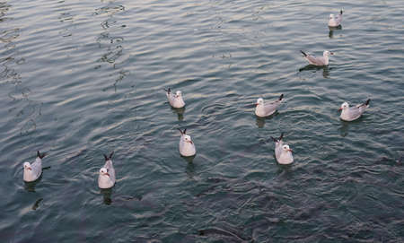 Seagulls floating on the sea making a line. Animals waiting for hunt. Shoal of fish are on the water...
