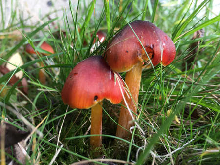 Red mushrooms in the forest. Red fungi. Natural background. Selected focus