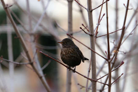 Close-up of a common blackbird sitting on a treeの写真素材