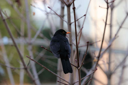 Close-up of a common blackbird sitting on a treeの写真素材