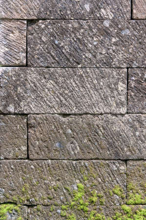Texture of green moss growing on a stone wall