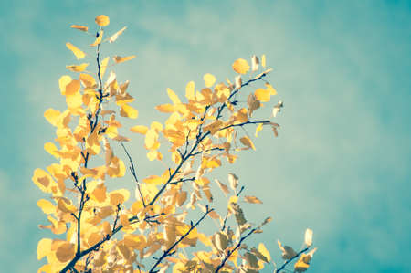 Sunny autumn day and colorful leaves in front of vintage blue skyの写真素材