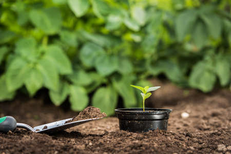 Young plant in a pot ready for planting into the soilの写真素材