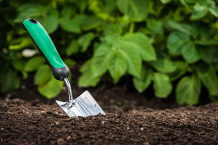 Gardening shovel in the soil in front of green leavesの写真素材