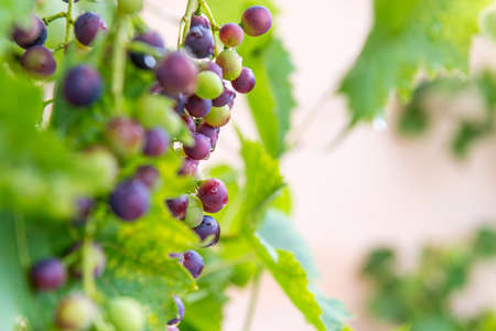 Fresh organic grapes growing in a garden