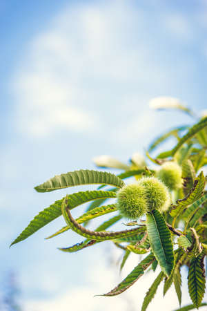 Chestnuts and leaves on a tree on a sunny day in fallの写真素材