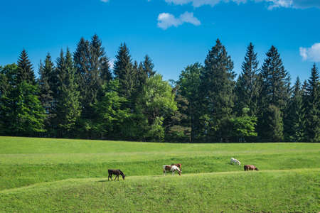 Horses grazing on alpine meadow in summerの写真素材
